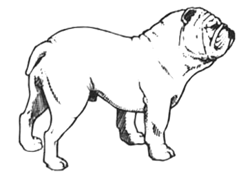 profilo bulldog