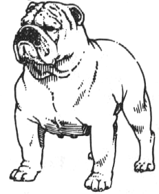 bulldog visto di fronte