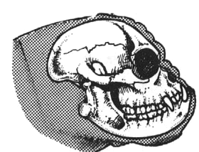 cranio bulldog